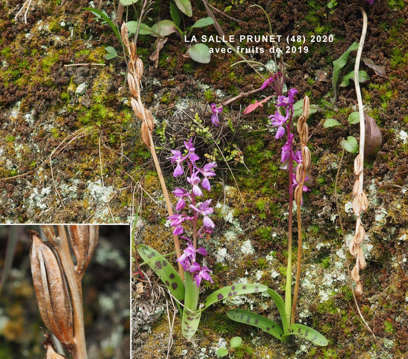 Orchid, Early Purple fruit